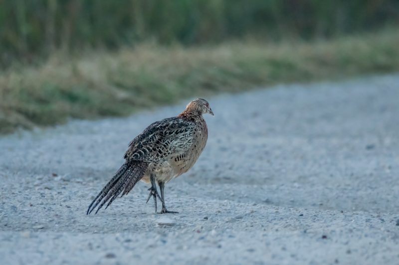 Faisan de Colchide femelle ou juvénile